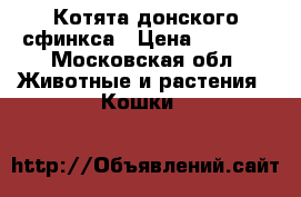 Котята донского сфинкса › Цена ­ 8 000 - Московская обл. Животные и растения » Кошки   